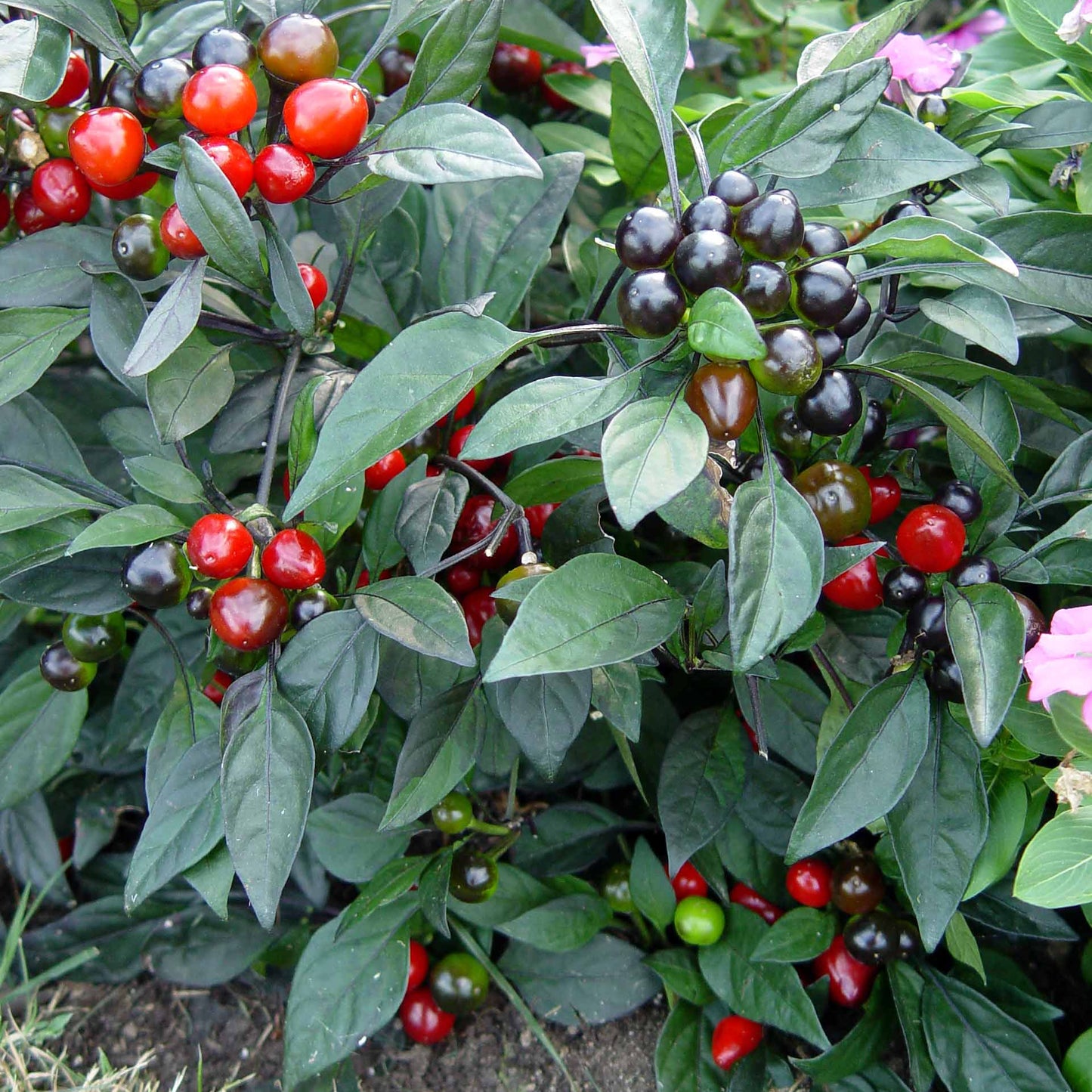 Graines de fruit de poivre perle noire