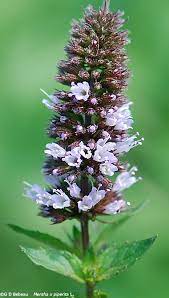 Peppermint Mint (Mentha piperita)