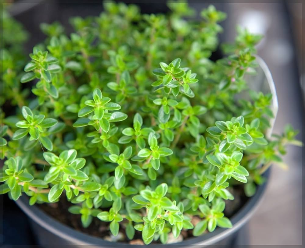 Thyme Seeds - Winter (Thymus vulgaris)