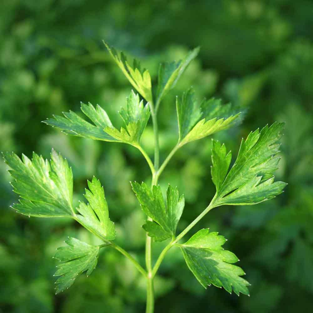 Giant Italian Flat Leaf Parsley (Petroselinum crispum var. Neapolitanum) Herb Vegetable Seeds