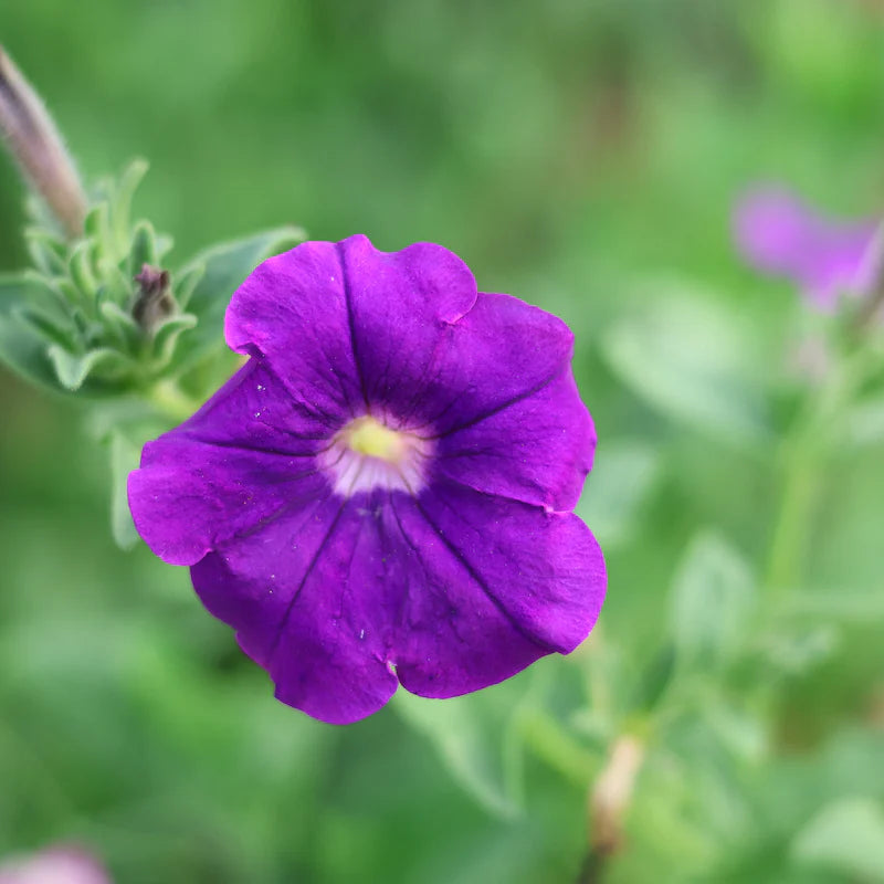 Petunia Flower Seeds