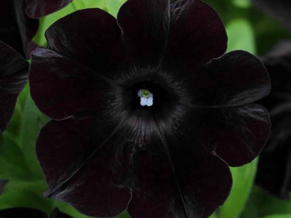 Black Cherry Petunia Flower seeds for Planting - Fragrant Blossoms, Heirloom & GMO Free Seeds for Home Garden
Sale seeds for planting in home garden