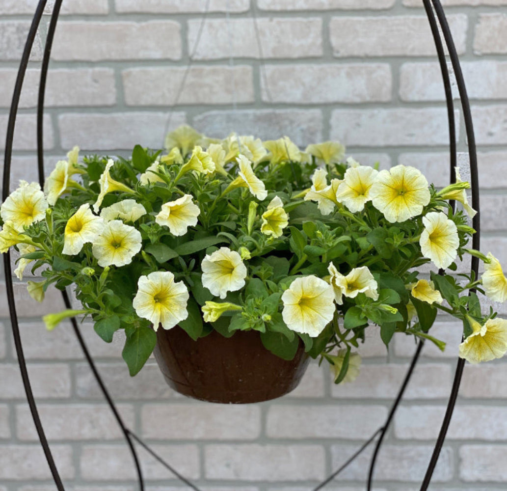 Shock Wave Yellow Petunia Seeds