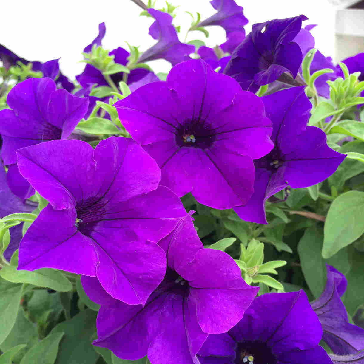 Petunia Flower Seeds