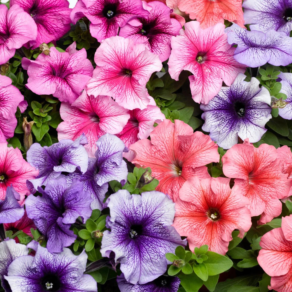 Petunia Multiflora Mixed Flower Seeds
