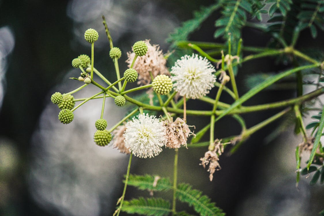 River Tamarind Flower seeds for Planting Seasonal Bloomer Heirloom & GMO Free Seeds for Home Garden
Sale for planting in home garden