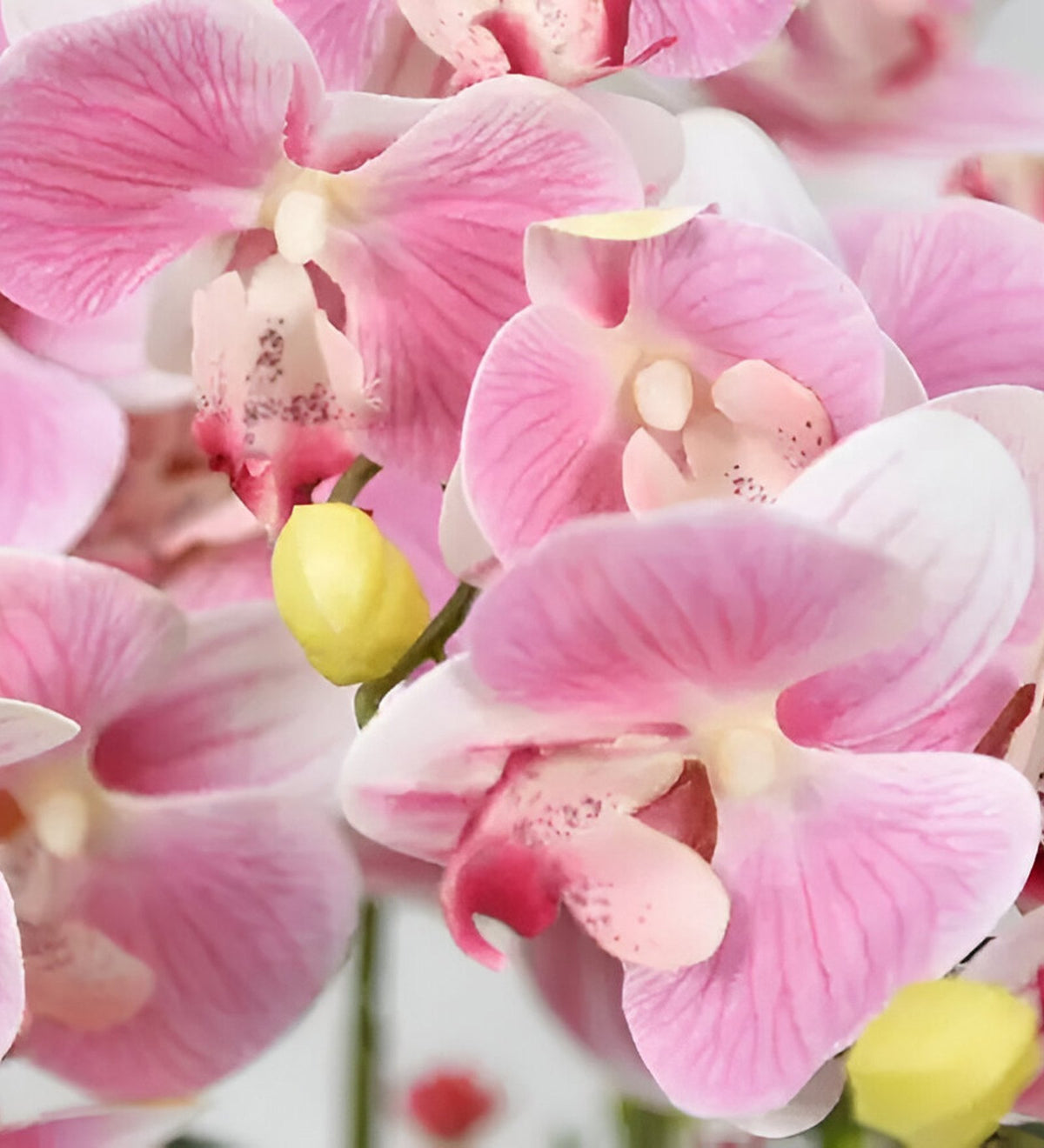Butterfly Orchid Flower seeds for Planting - Bright Blooms, Heirloom & GMO Free Seeds for Home Garden