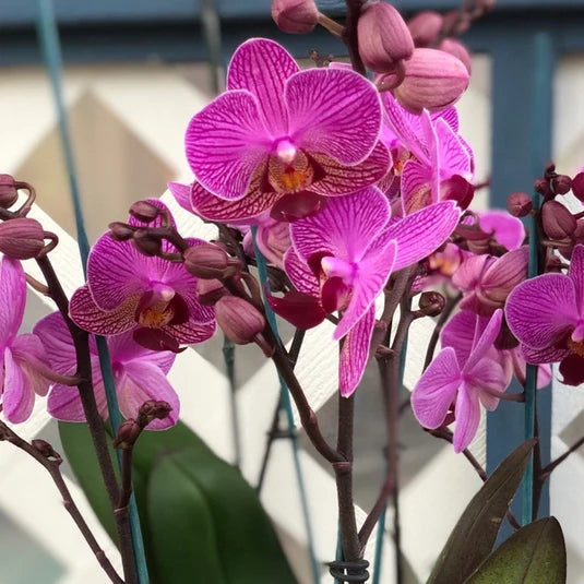 Phalaenopsis Orchid Flower seeds for Planting - Perfect for Borders, Heirloom & GMO Free Seeds for Home Garden