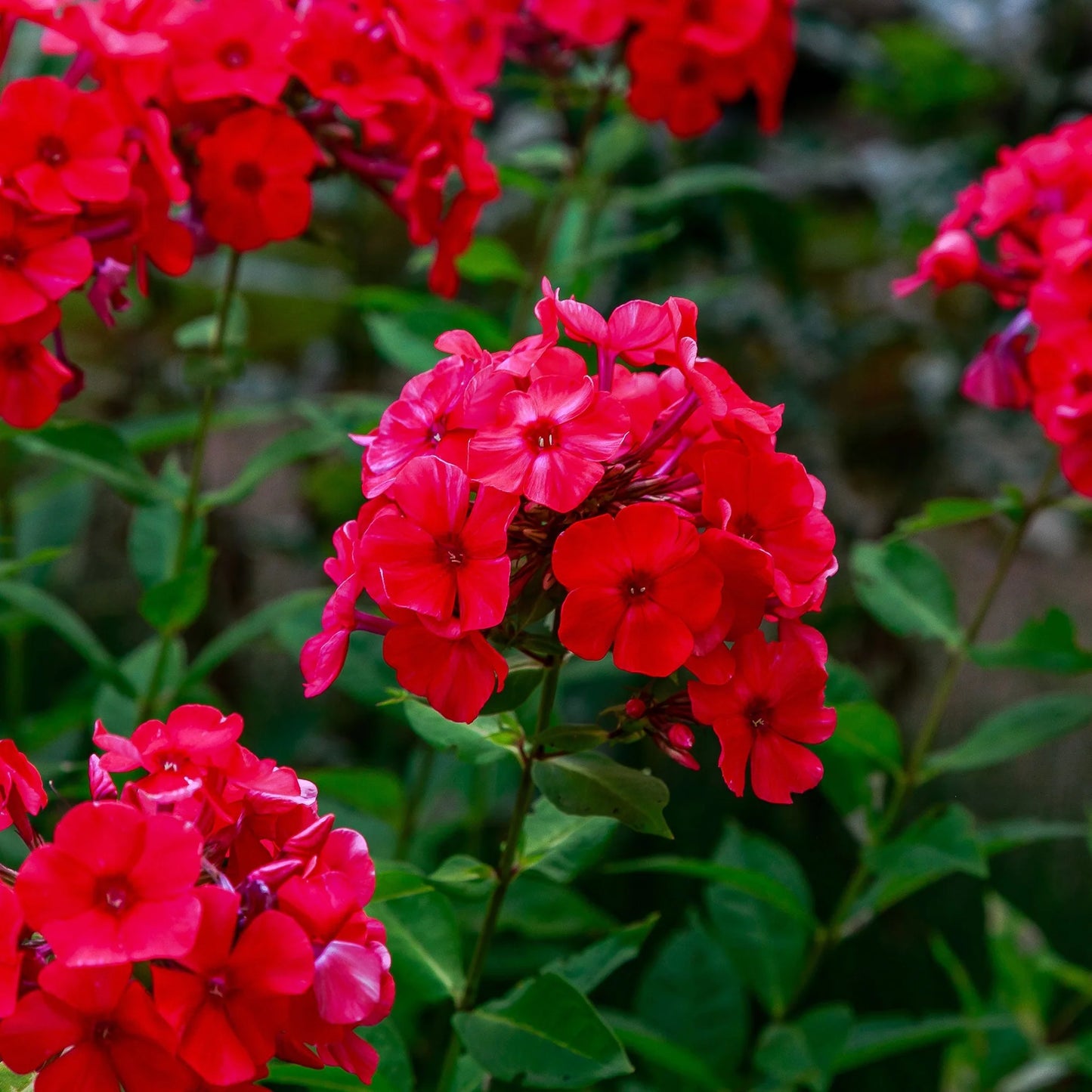 Red Phlox Flower Seeds