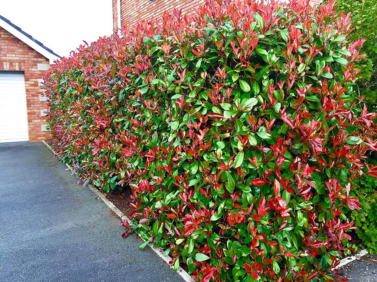 Photinia Fraseri Shrub Seeds for Planting – Heirloom, Non-GMO, Evergreen, Hardy