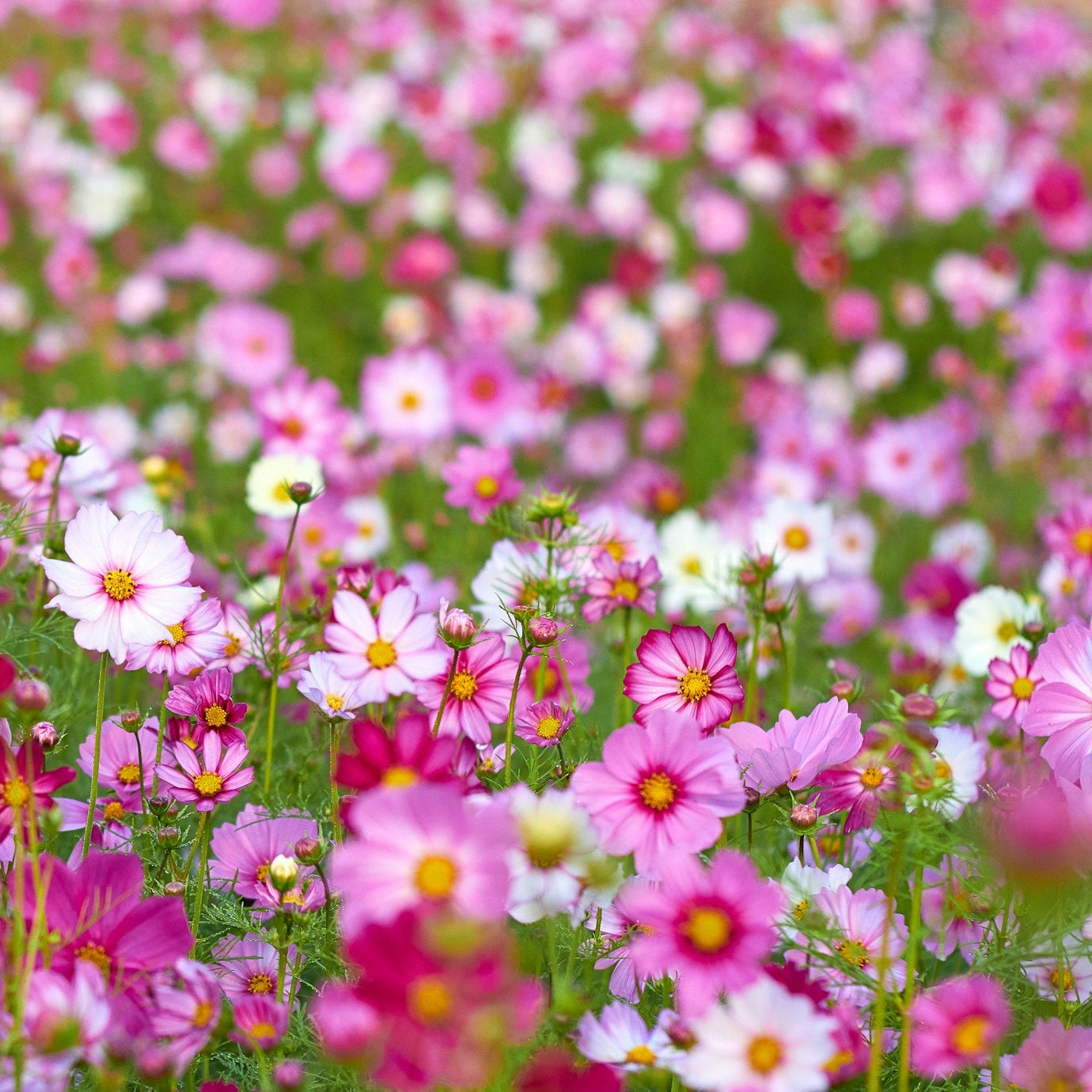 Cosmos Flower Seeds for Planting – Heirloom, Non-GMO, Easy to Grow, Annual