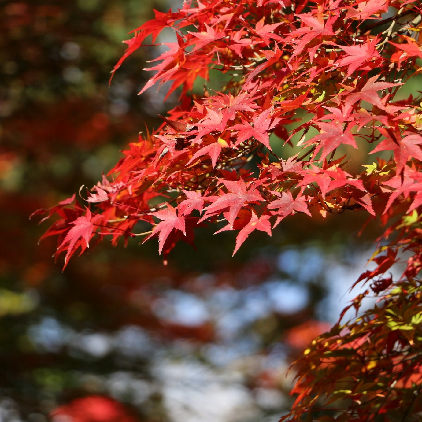 Graines d'herbes d'érable rouge 'October Glory'