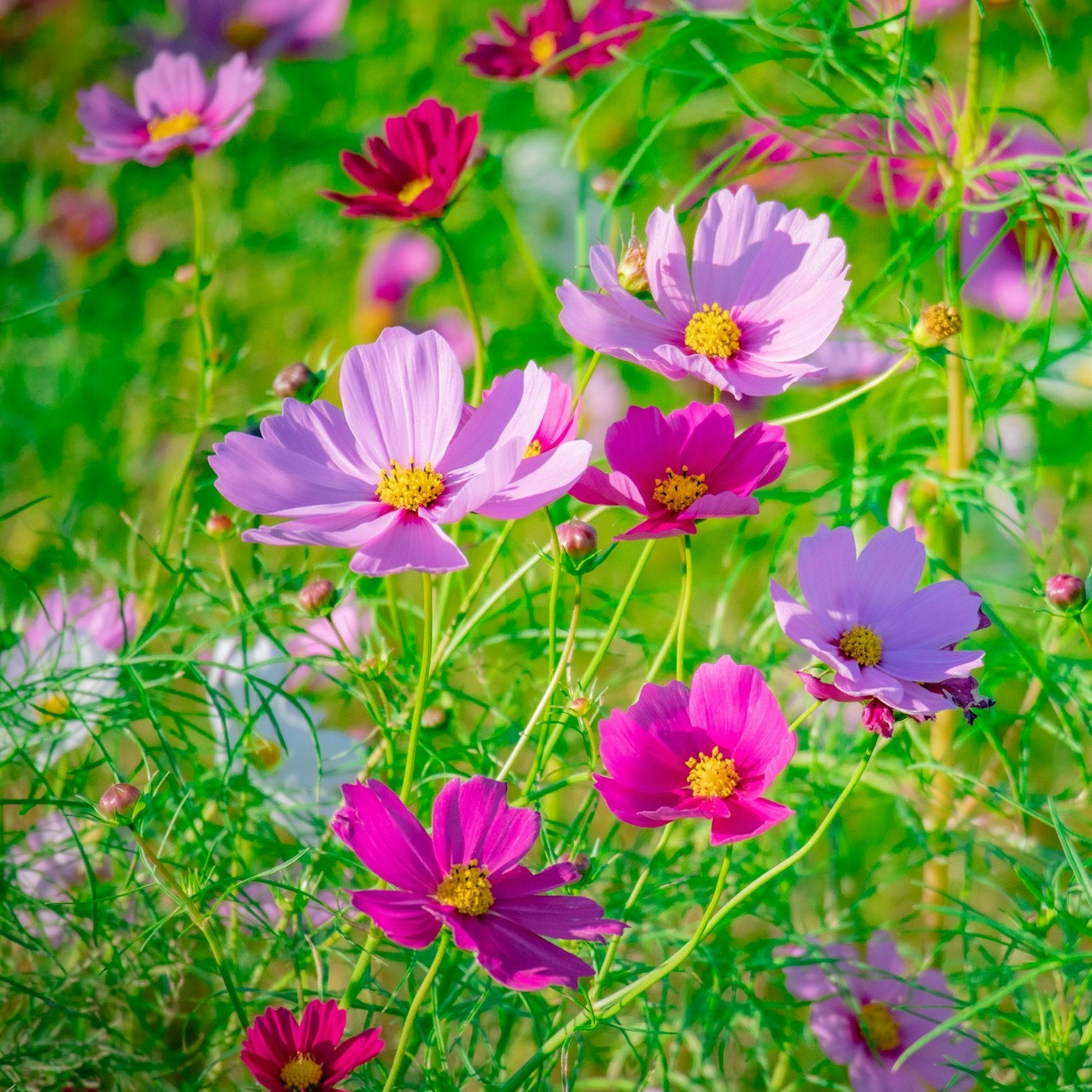cosmo flower seeds Cosmos Flower Seeds for Planting – Heirloom, Non-GMO, Easy to Grow, An – Pure Asia Seeds