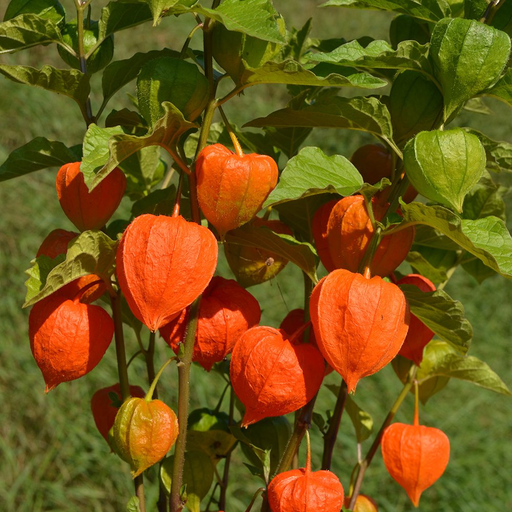 Lantern ( Physalis Alkekengi ) Fruit Seeds