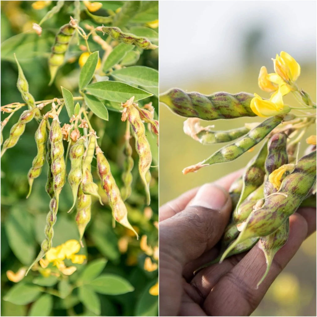 Pigeon Pea Cajanus Cajan Vegetable Seeds