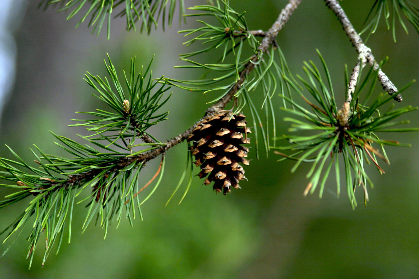 Pine Fruit Seeds