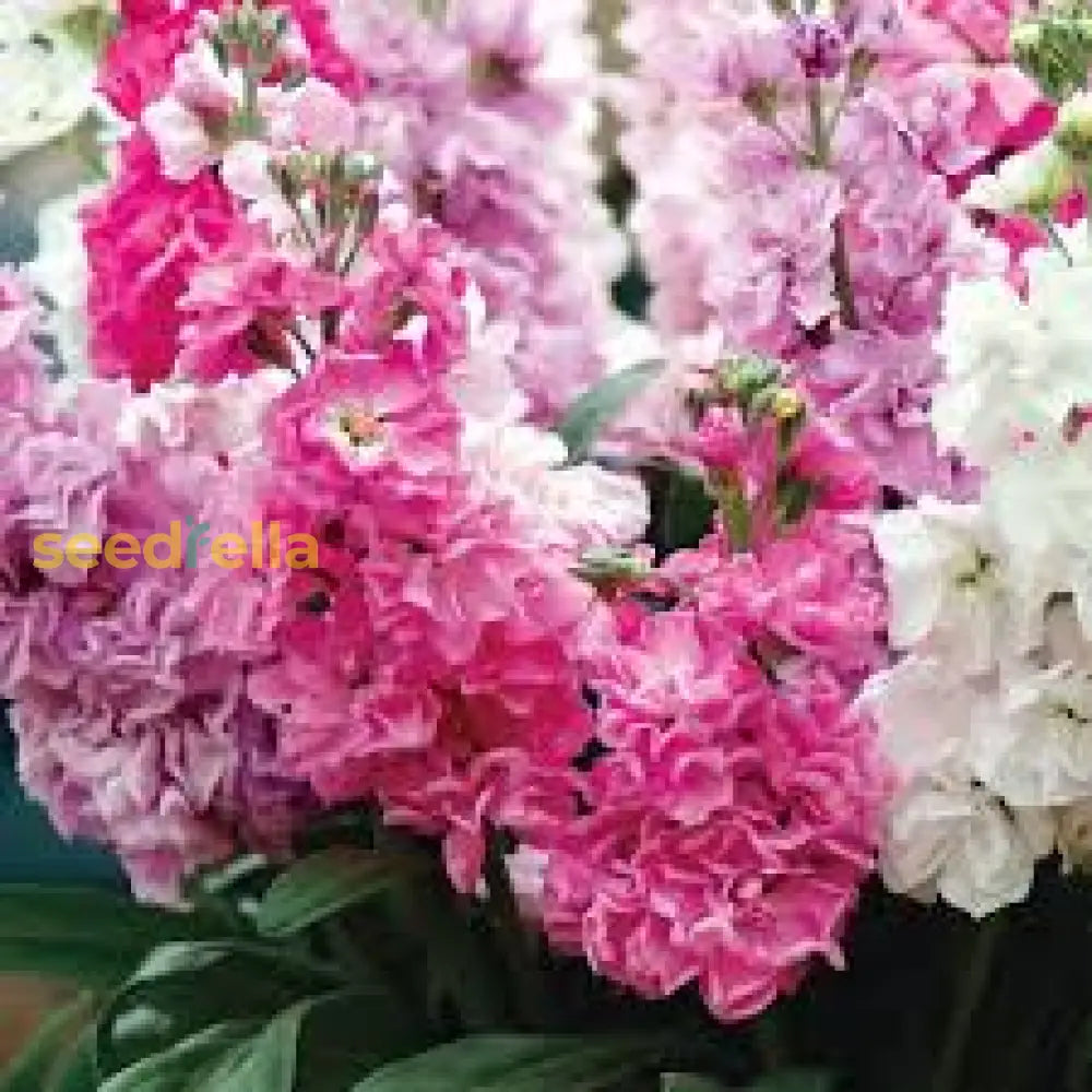 Pink Matthiola Incana Flower Seeds For Easy Planting