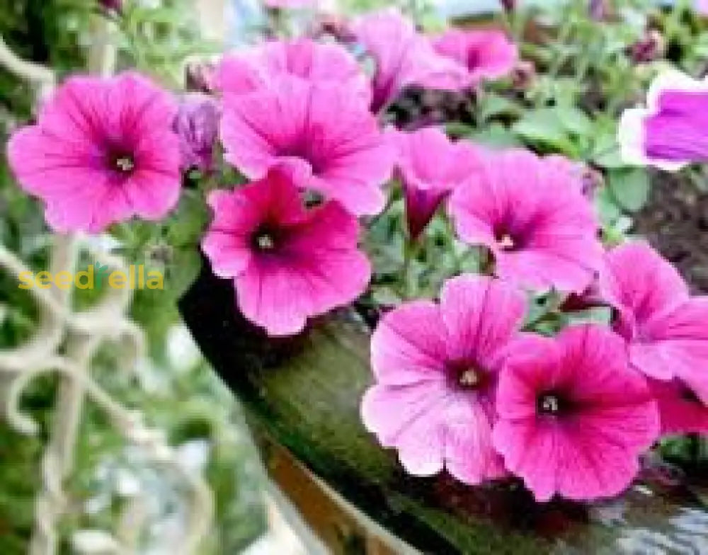 Pink Petunia Flower Seeds For Planting Brighten Your Garden