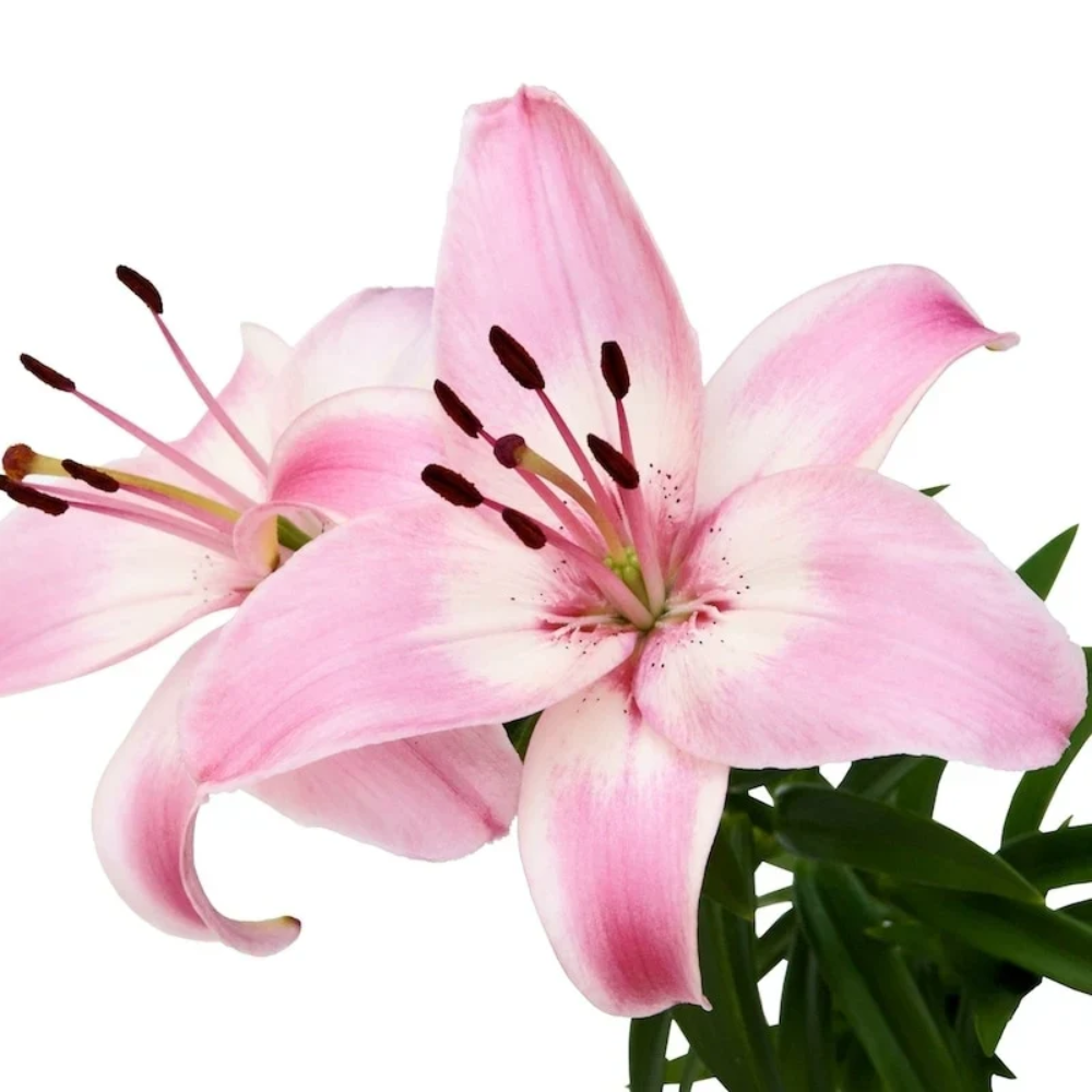 Pink Clivia Miniata Flower Seeds