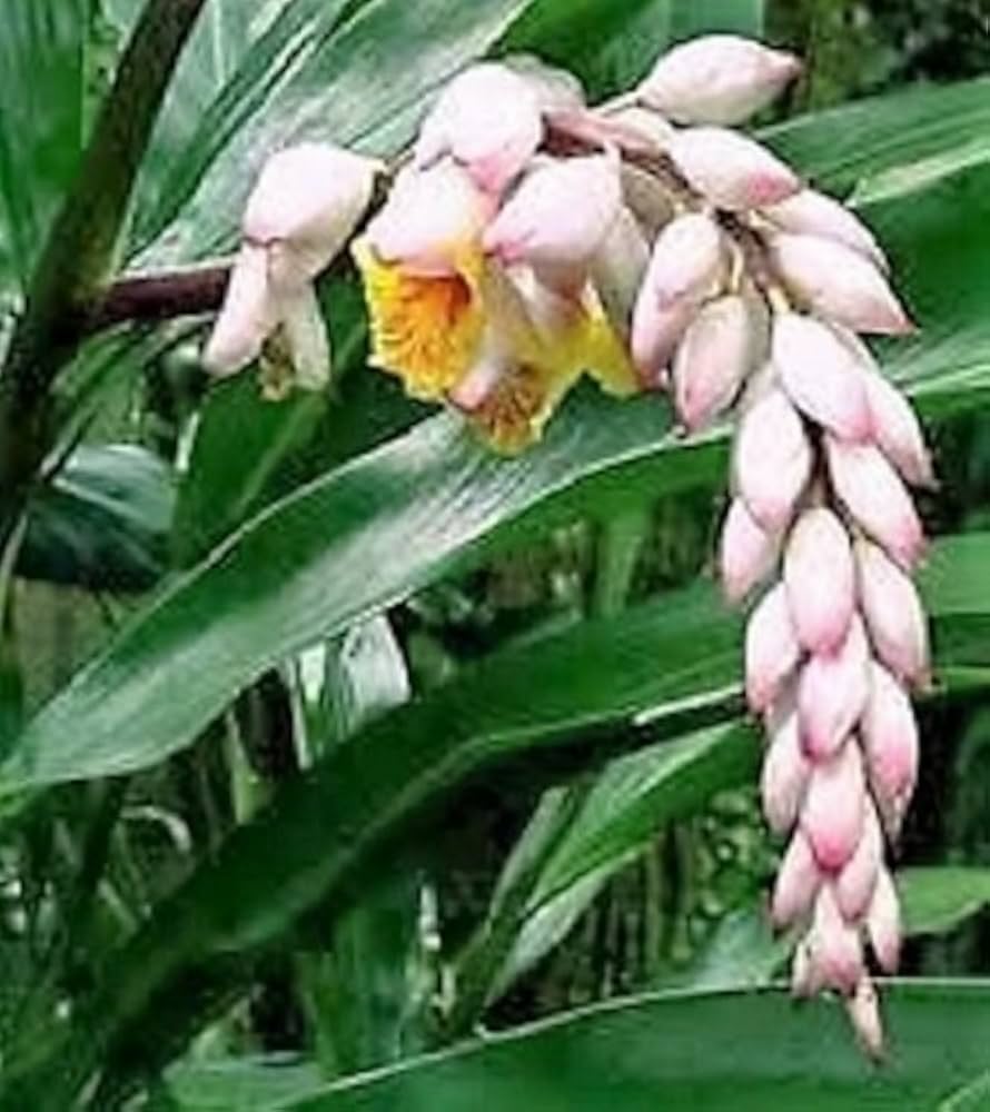 Kat Ginger (Alpinia katsumadai Hayata) Pink & Yellow Shell Flower Herb Seeds
