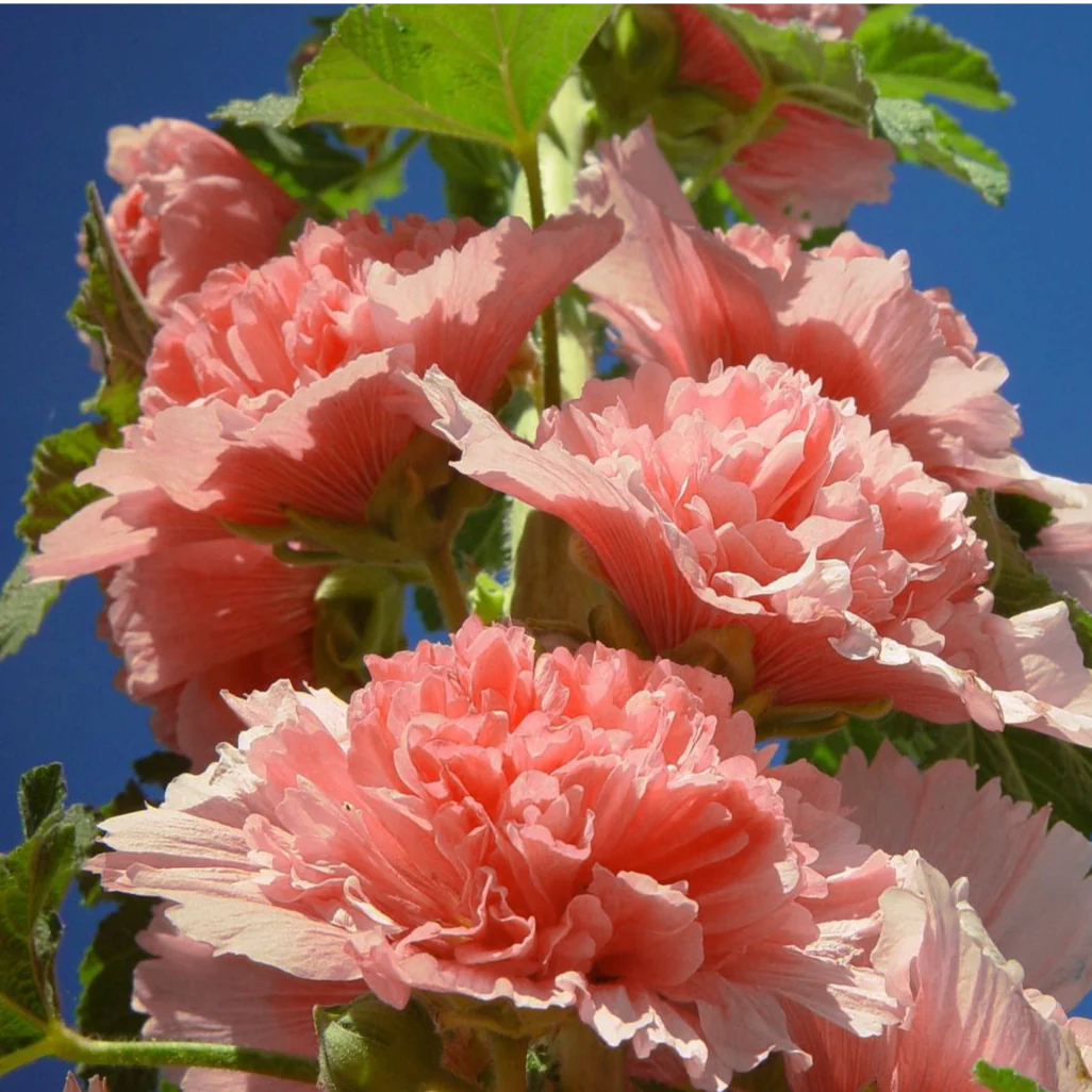Pink-Orange Hollyhock Flower Seeds