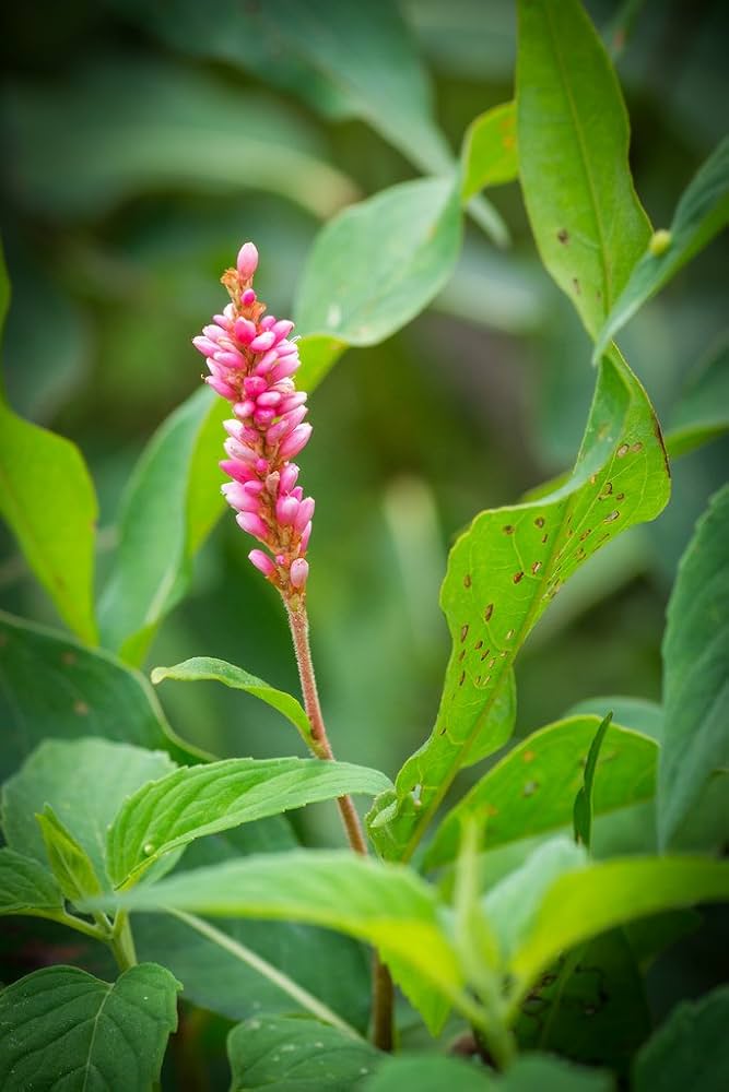Pinkweed (Polygonum) Smartweed Pink Knotweed Wetland Flower Herb Seeds