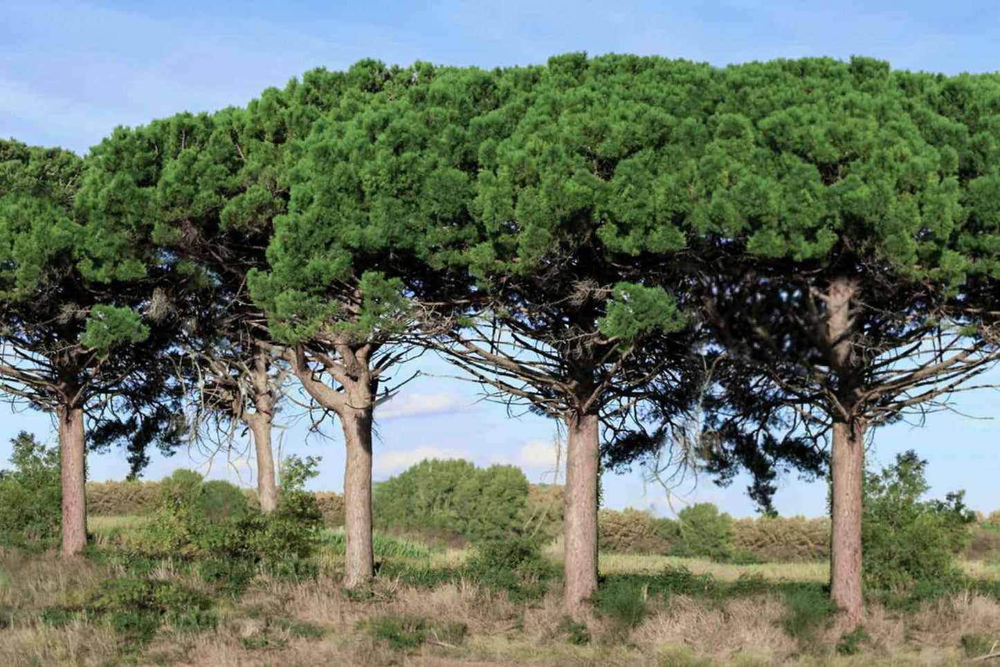 Pine Nut Italian Stone Pine (Pinus pinea) Umbrella Tree Seeds