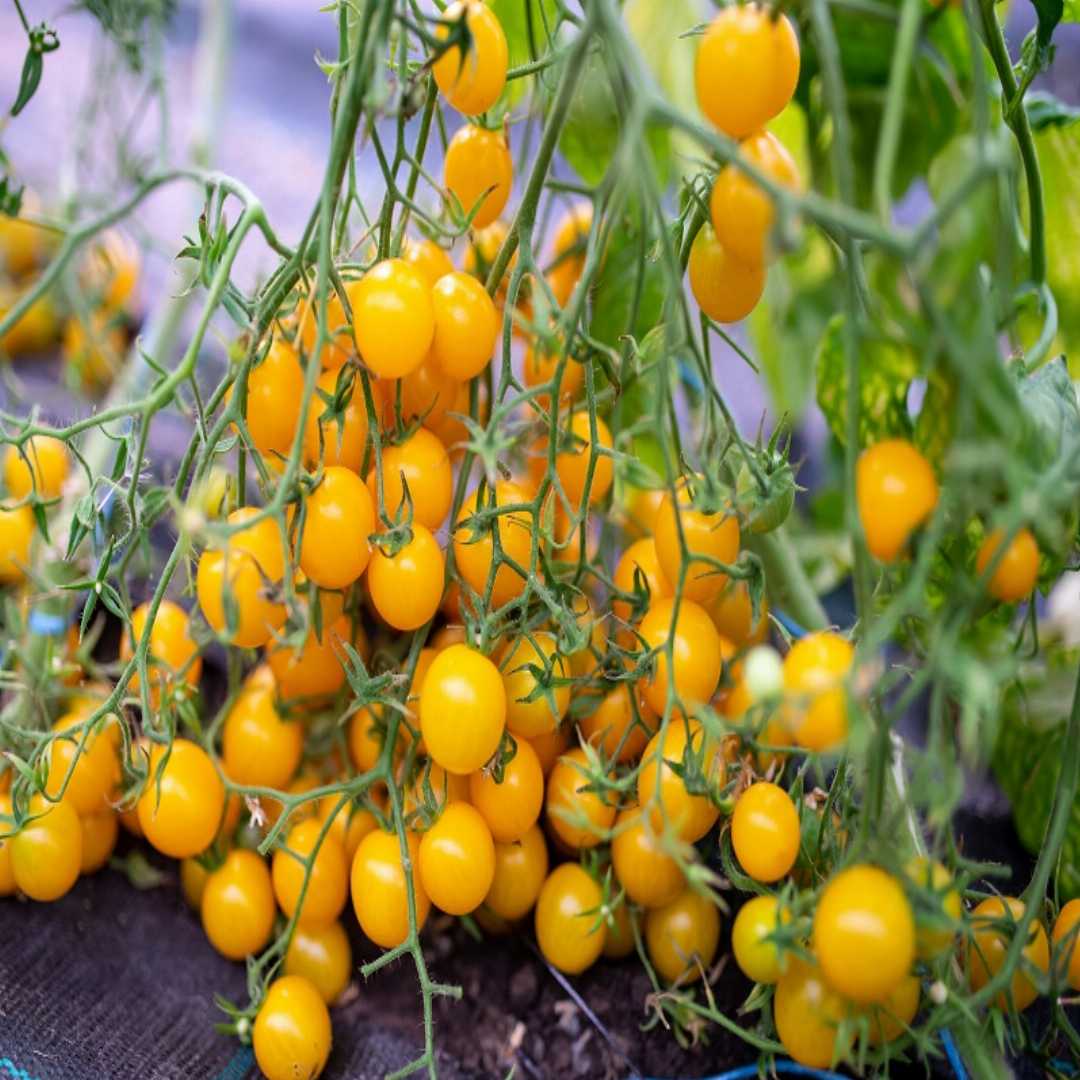 Gelbe Kirschtomaten-Gemüsesamen