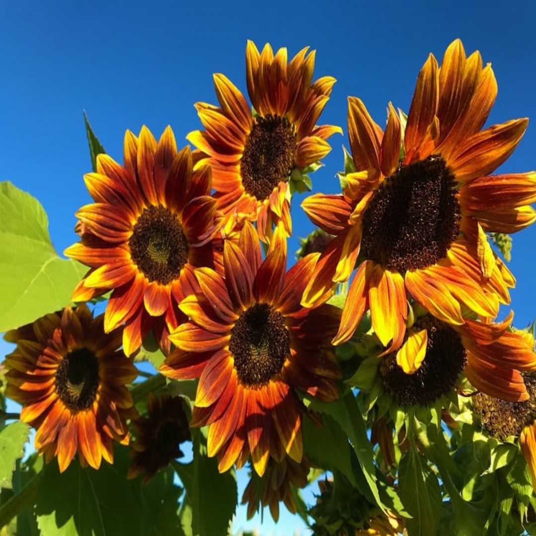 Earth walker Sunflower Seeds