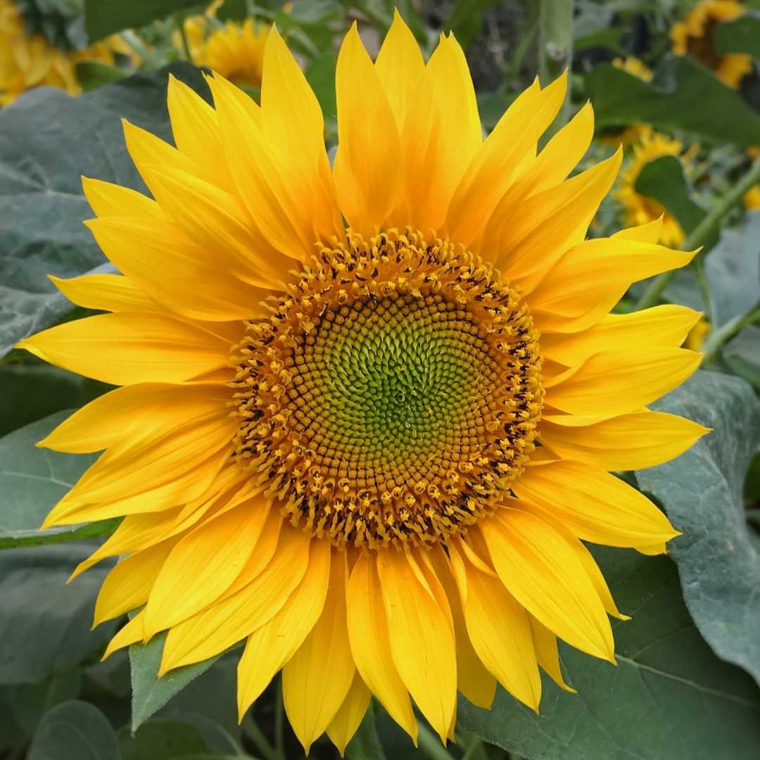 Russian Mammoth Sun flower Seeds