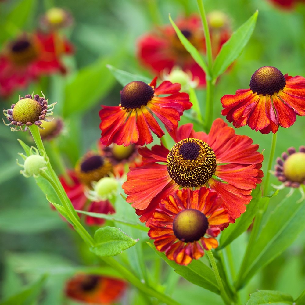 Helenium Sneezeweed Flower Seeds