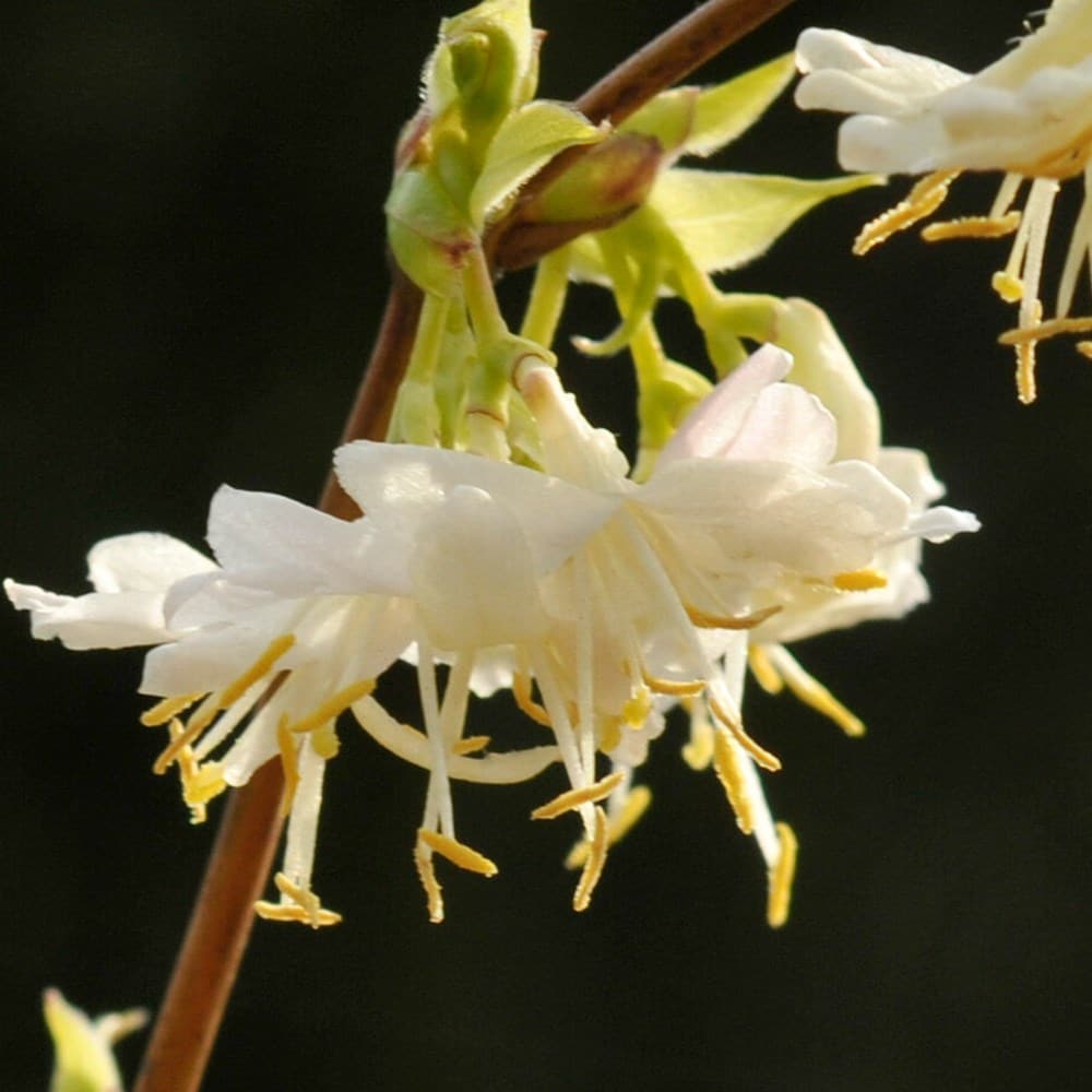 Lonicera Fragrantissima Flower Seeds