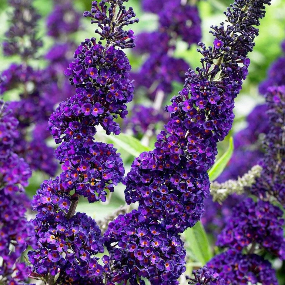 Purple Butterfly Bush Flower Seeds