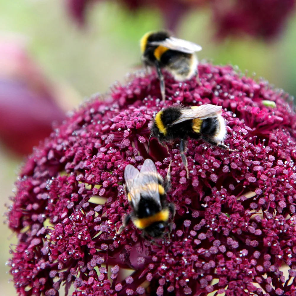 Semi di Erba di Angelica Gigas