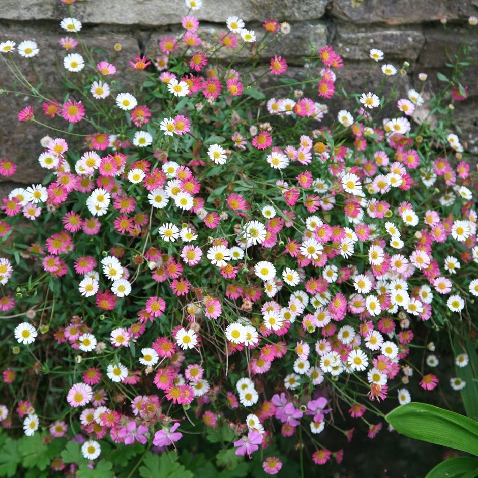 Pink White Karvinskianus Flower seeds for Planting - Perfect for Borders, Heirloom & GMO Free Seeds for Home Garden
Sale for planting in home garden.