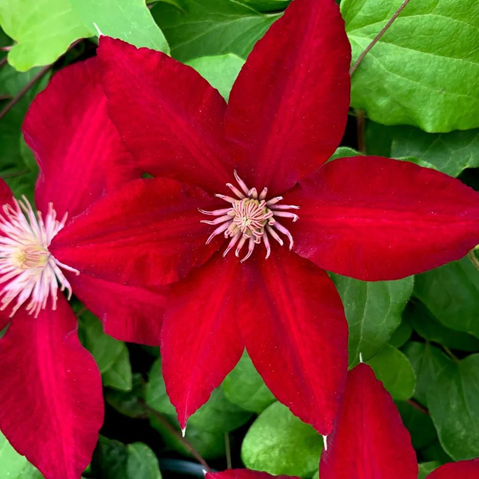 Bright Red Clematis Flower Seeds