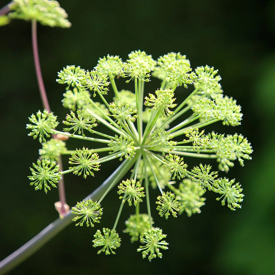 Semi di erba angelica