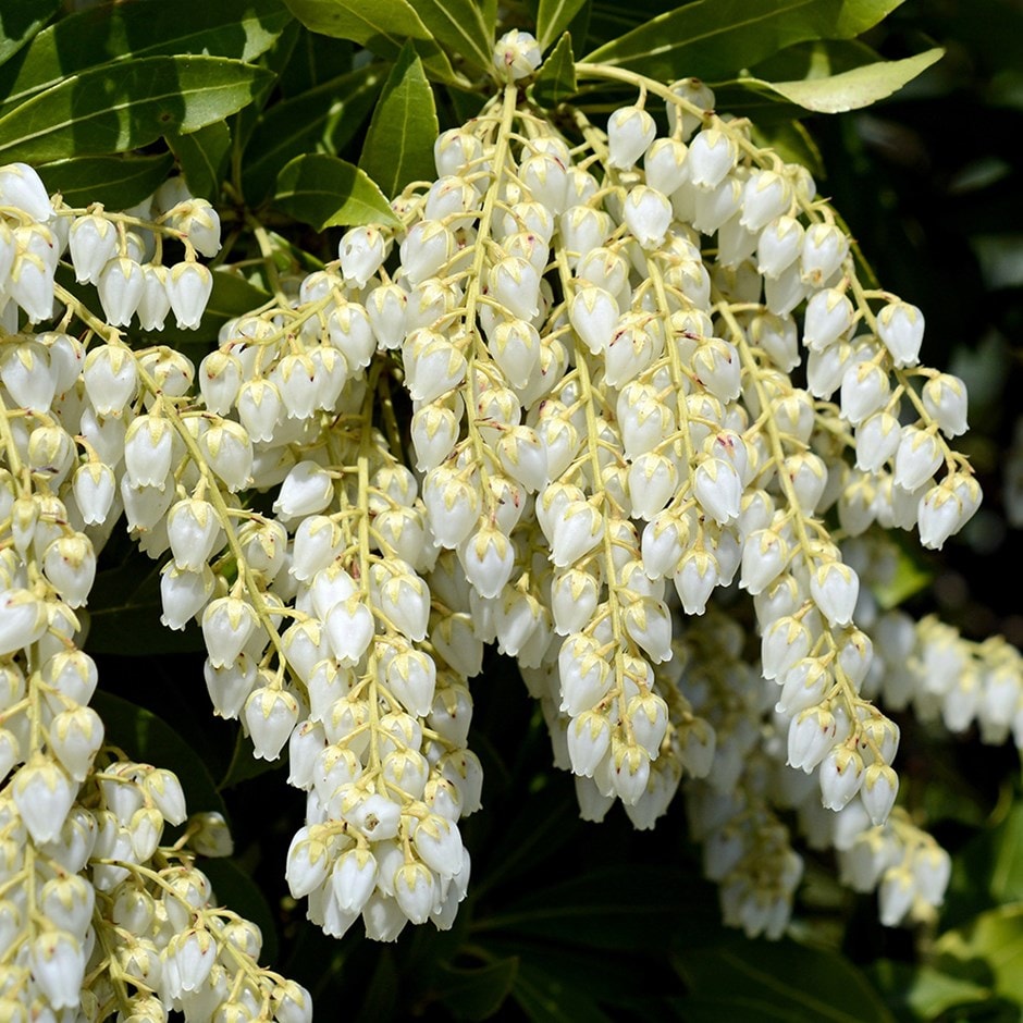 Pieris Japonica Flower seeds for Planting - Shade Tolerant, Heirloom & GMO Free Seeds for Home Garden
Sale for planting in home garden.