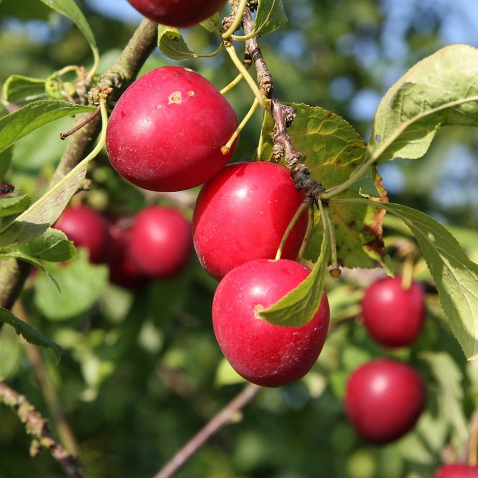 Prunus Cerasifera Fruit Seeds