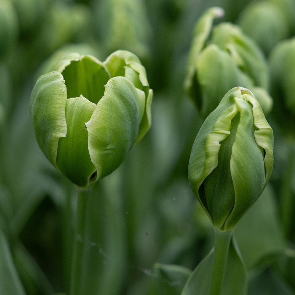 Green Tulip Flower seeds for Planting - Perfect for Borders, Heirloom & GMO Free Seeds for Home Garden
Sale for planting in home garden