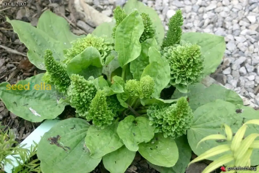 Plantago Major Seeds for Easy Planting - Green Variety