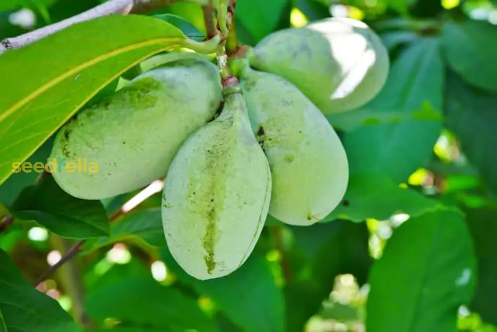 Green Banana Paw Fruit Seeds for Planting