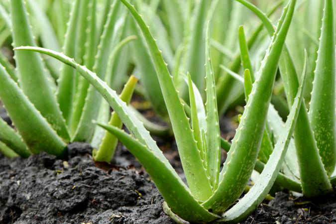 Aloe Vera Seeds for Planting Green Variety
