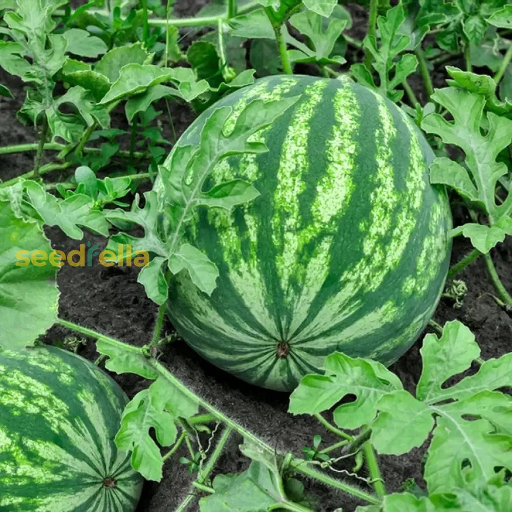 High-Quality Watermelon Seeds for Fruit Planting