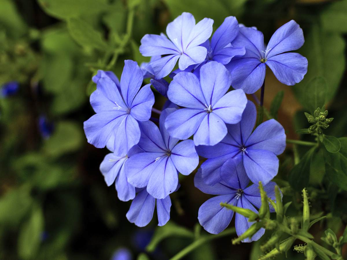 Blue Plumbago Flower Seeds