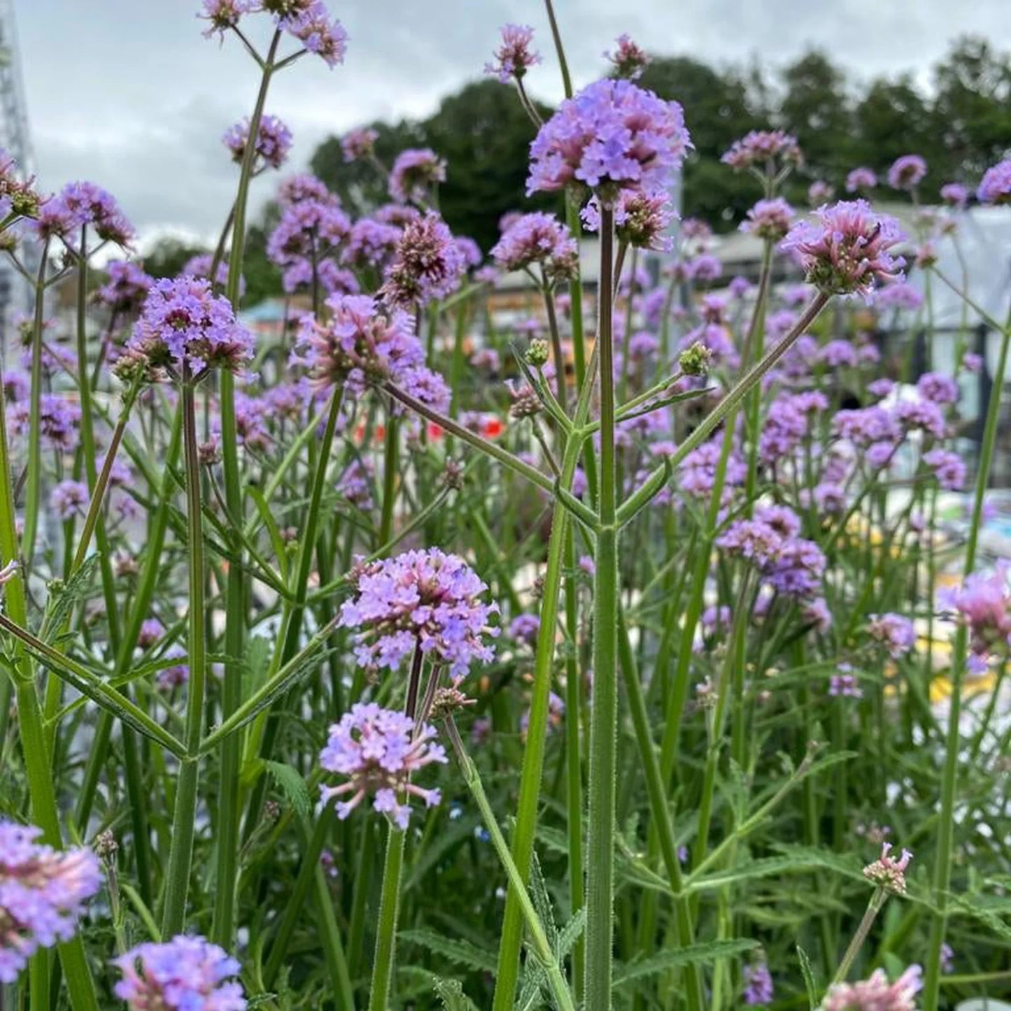 Pollinator Garden with Verbena Bonariensis Flowers