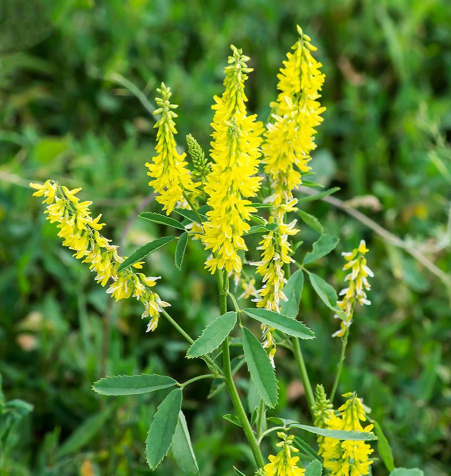Yellow Sweet Clover (Melilotus officinalis) Flower Seeds
