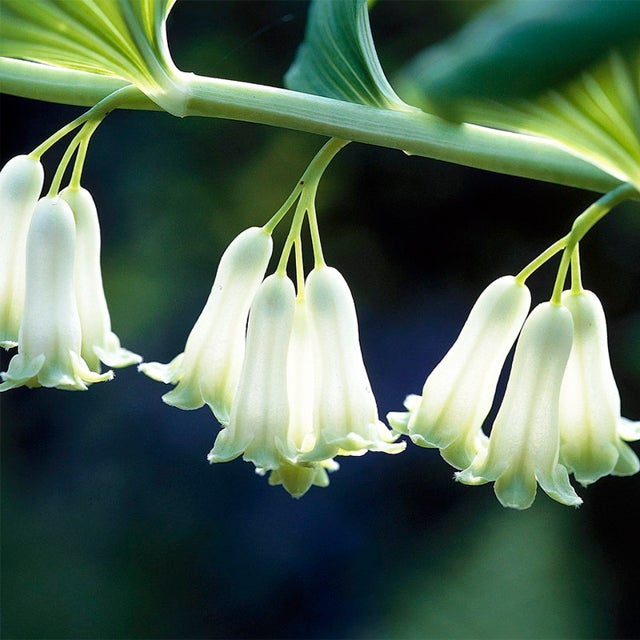 Polygonatum Canaliculatum Flower seeds for Planting Premium Quality Heirloom & GMO Free Seeds for Home Garden
Sale seeds for home garden planting