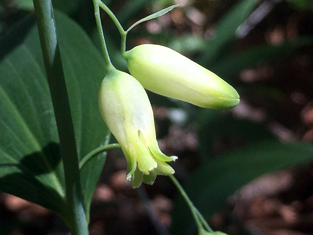Solomon's Seal Plant Seeds