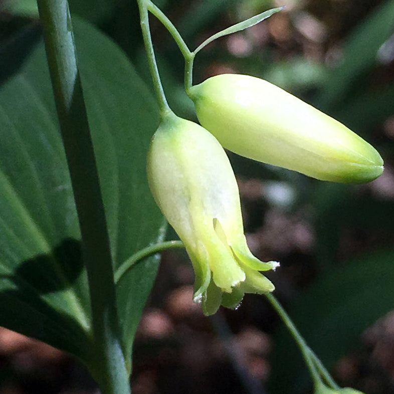Solomon's Seal Plant Seeds